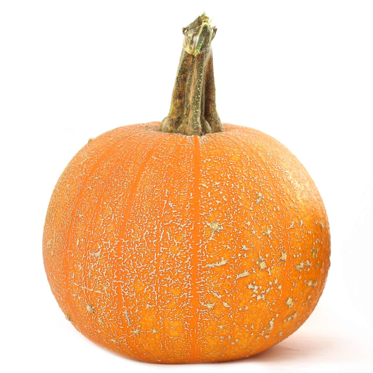 Organic Winter Luxury Pumpkin (Cucurbita pepo)