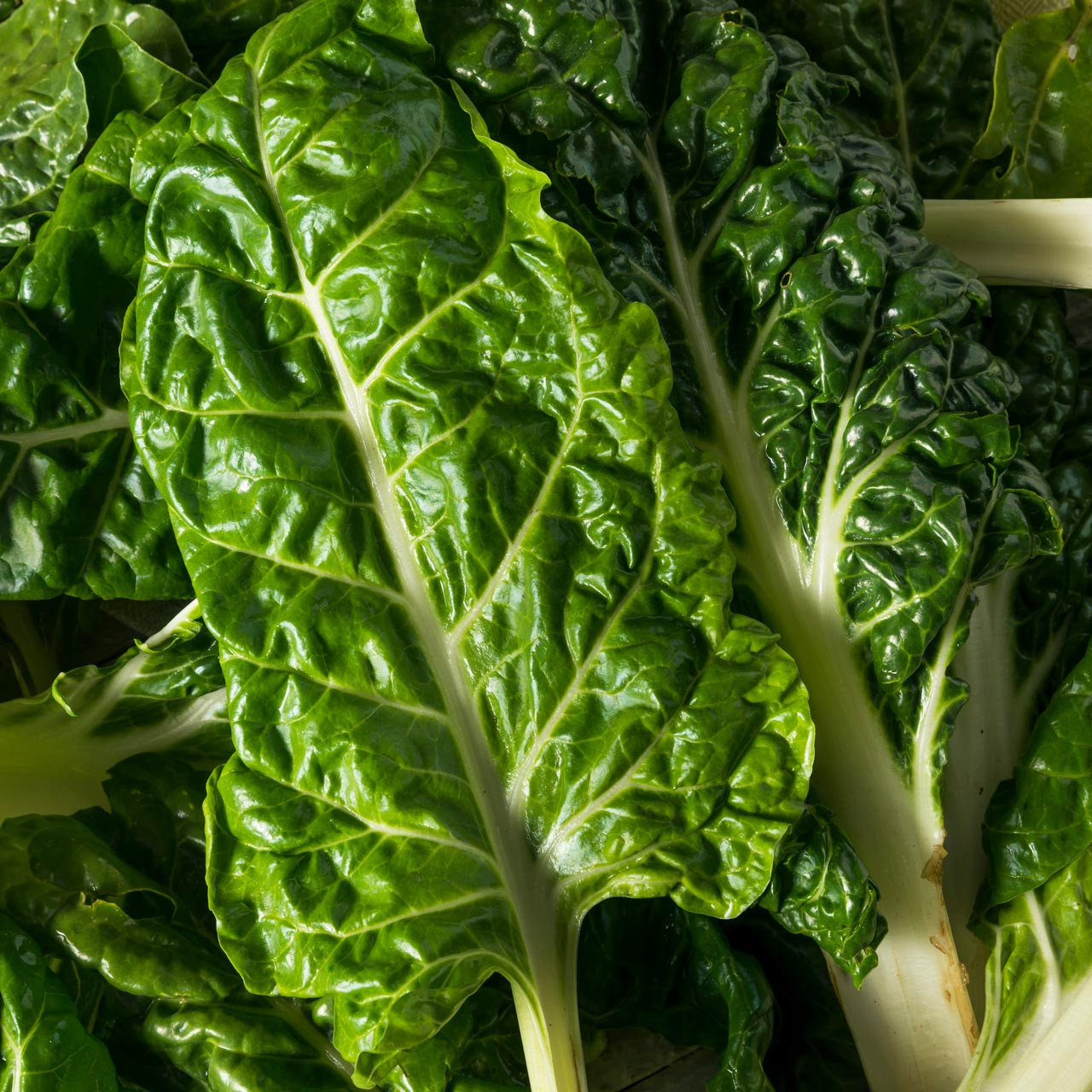 Lucullus Swiss Chard - Bulk (Beta vulgaris)