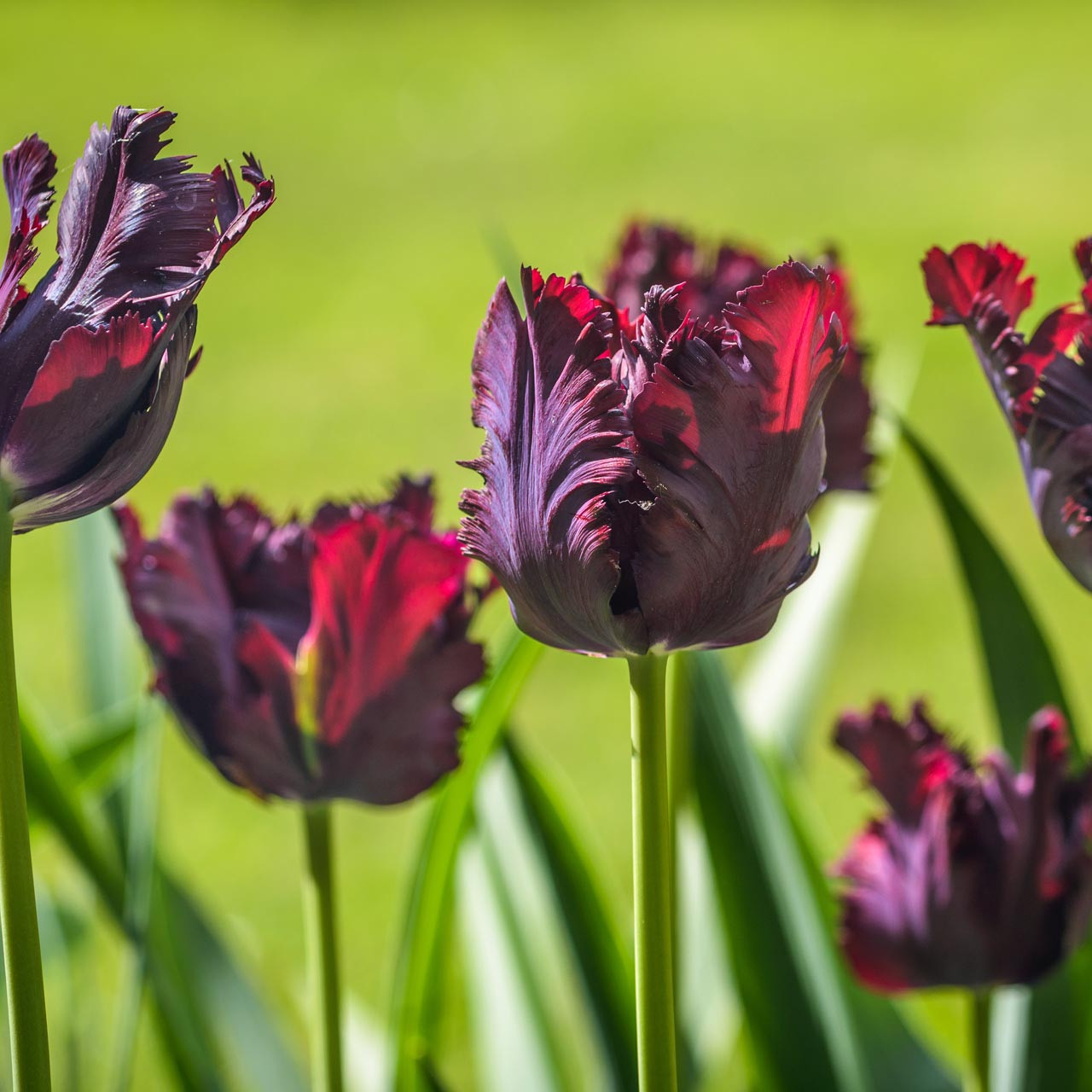 Black Parrot Tulip (Tulipa) - October Delivery