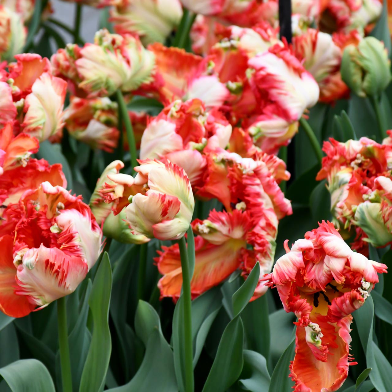 Estella Rijnveld Tulip (Tulipa) - October Delibery