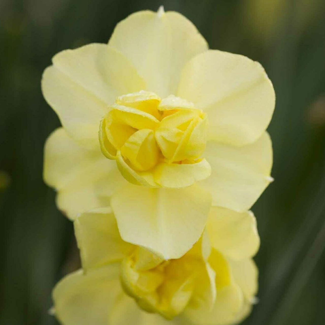 Yellow Cheerfulness Narcissus - October Delivery