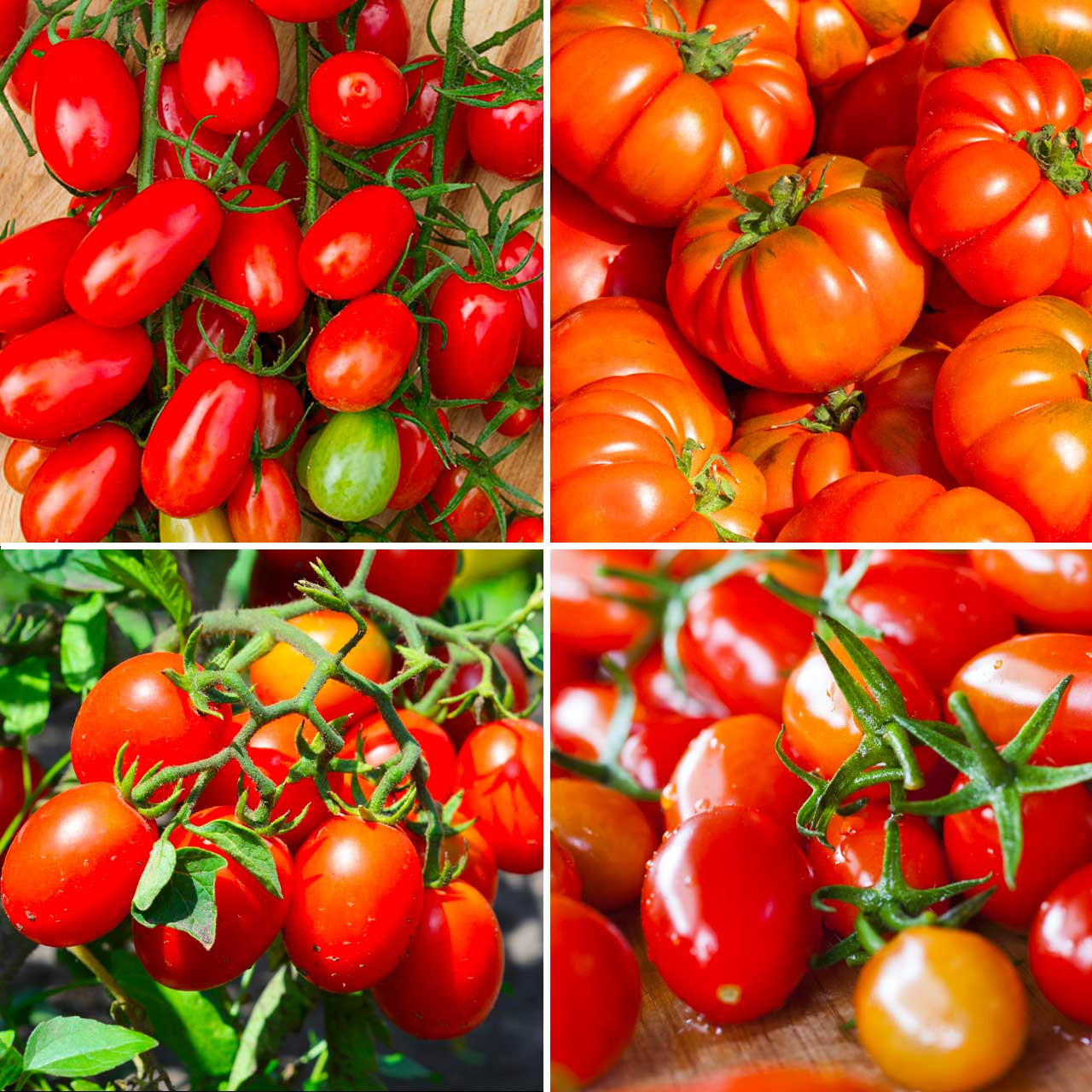 Organic Italian Heirloom Tomato Collection Annies Heirloom Seeds