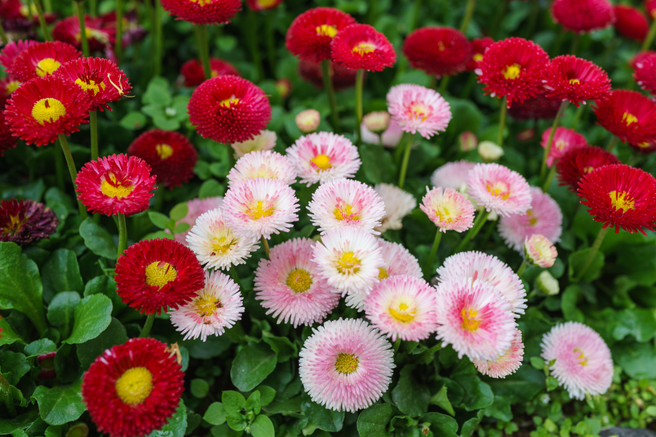 English Daisy Double Mix (Bellis perennis) 