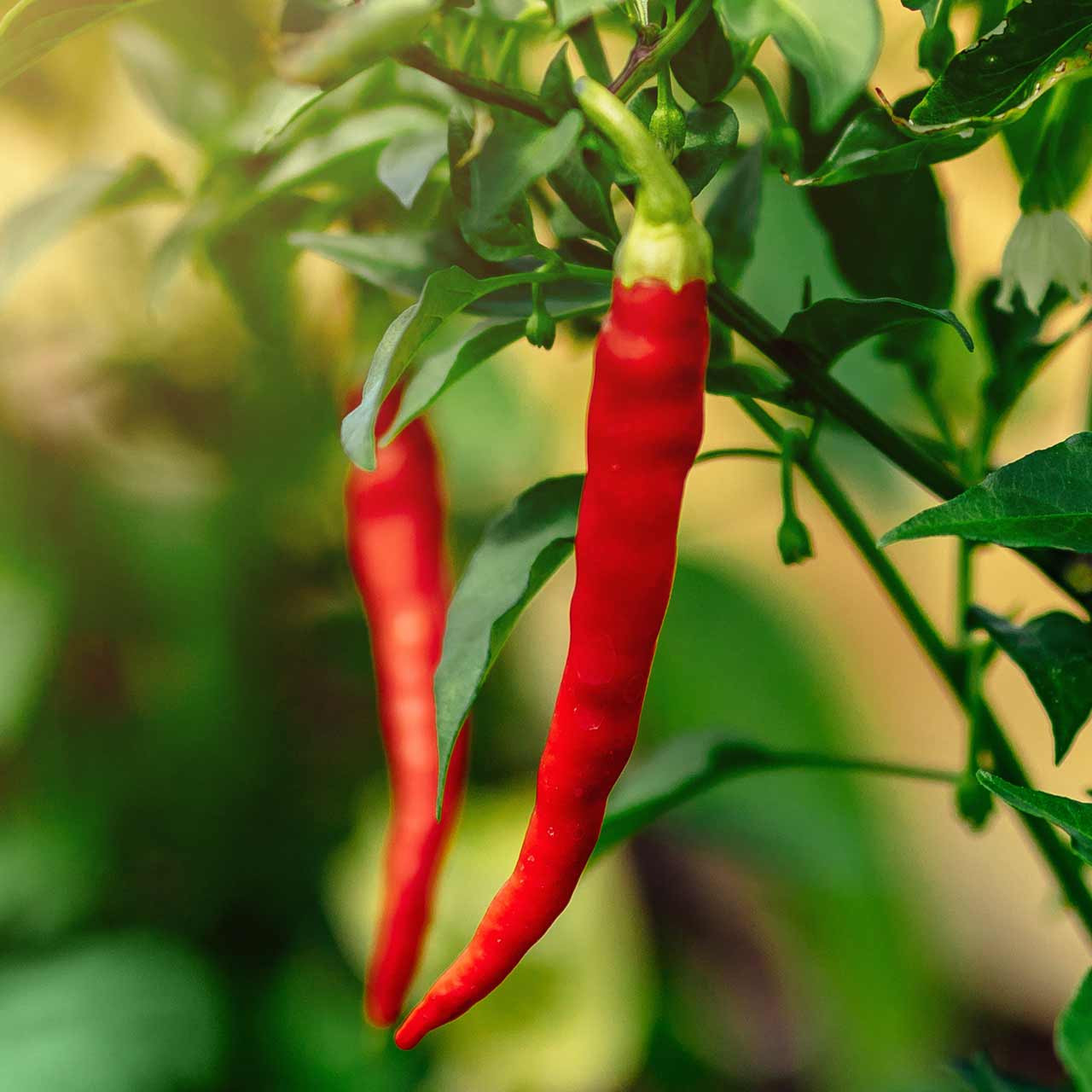 Cayenne Pepper (Capsicum annuum)