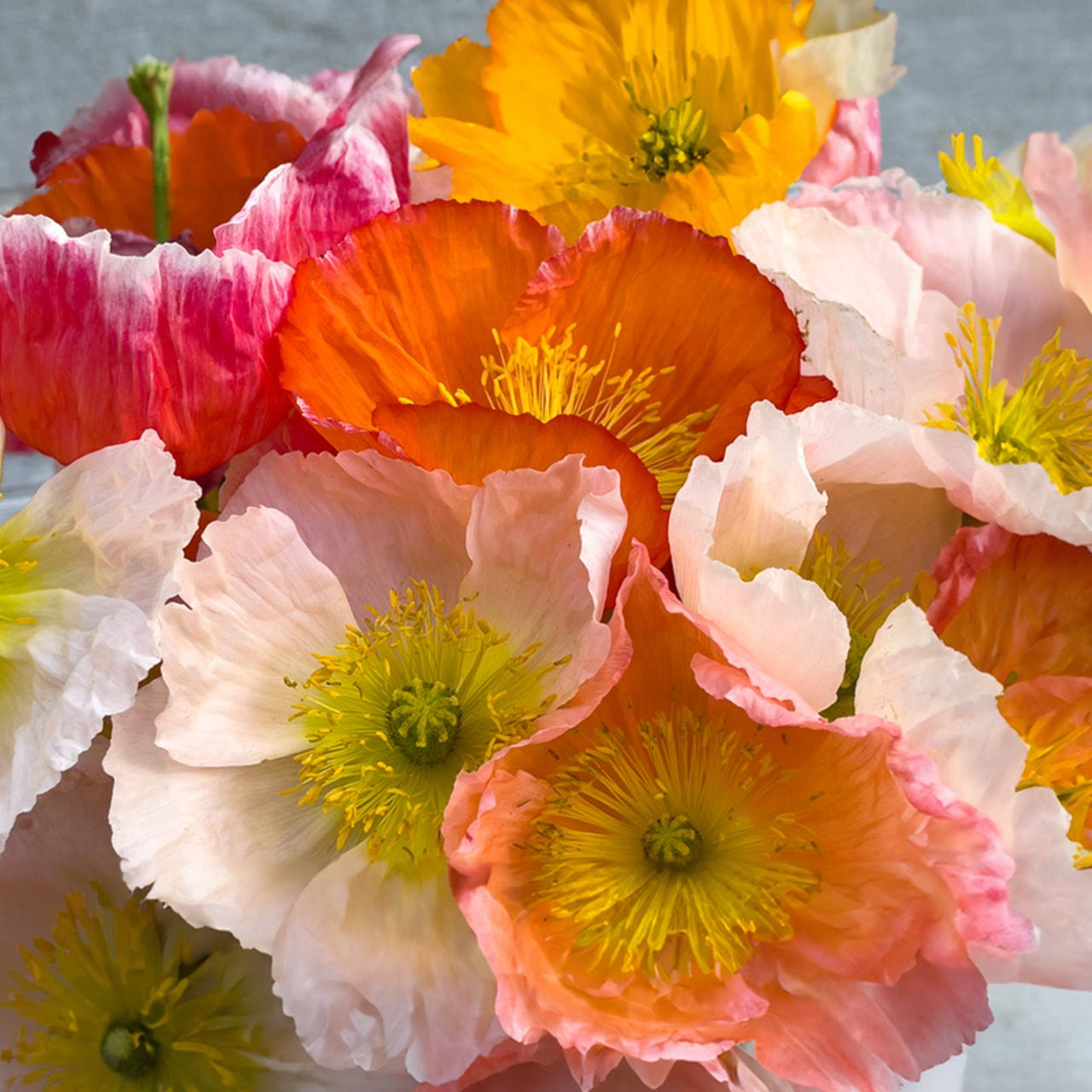 Formula Mix Poppy (Eschscholzia californica)