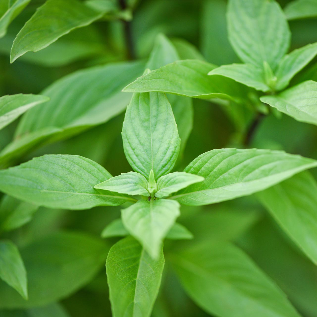 Lime Basil Ocimum basilicum Annie s Heirloom Seeds