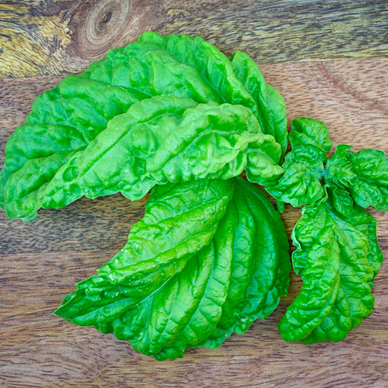 Sweet Mammoth Basil Ocimum basillicum Annie s Heirloom Seeds