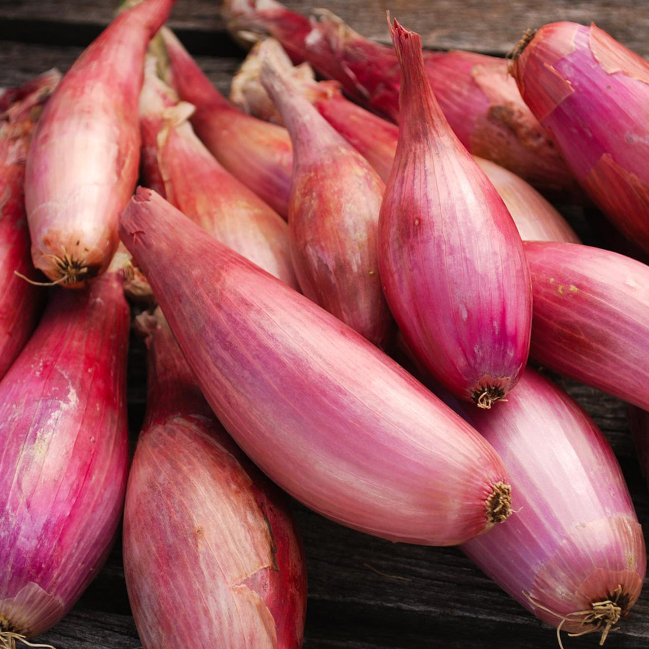 Zebrune Shallot (Allium cepa)