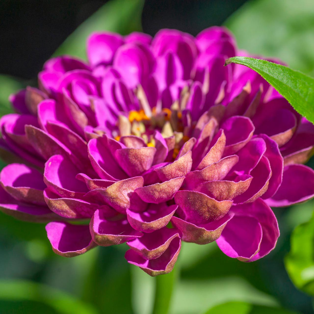 Violet Queen Zinnia (Zinnia elegans) Annie's Heirloom Seeds