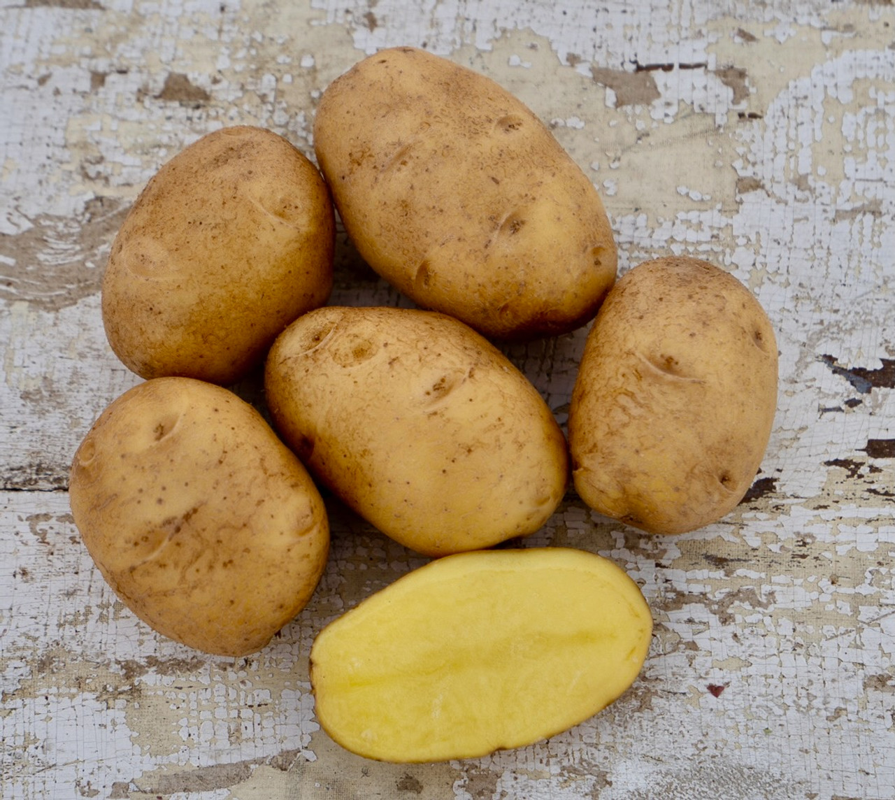 Organic German Butterball Seed Potato (Solanum tuberosum) April-May Delivery