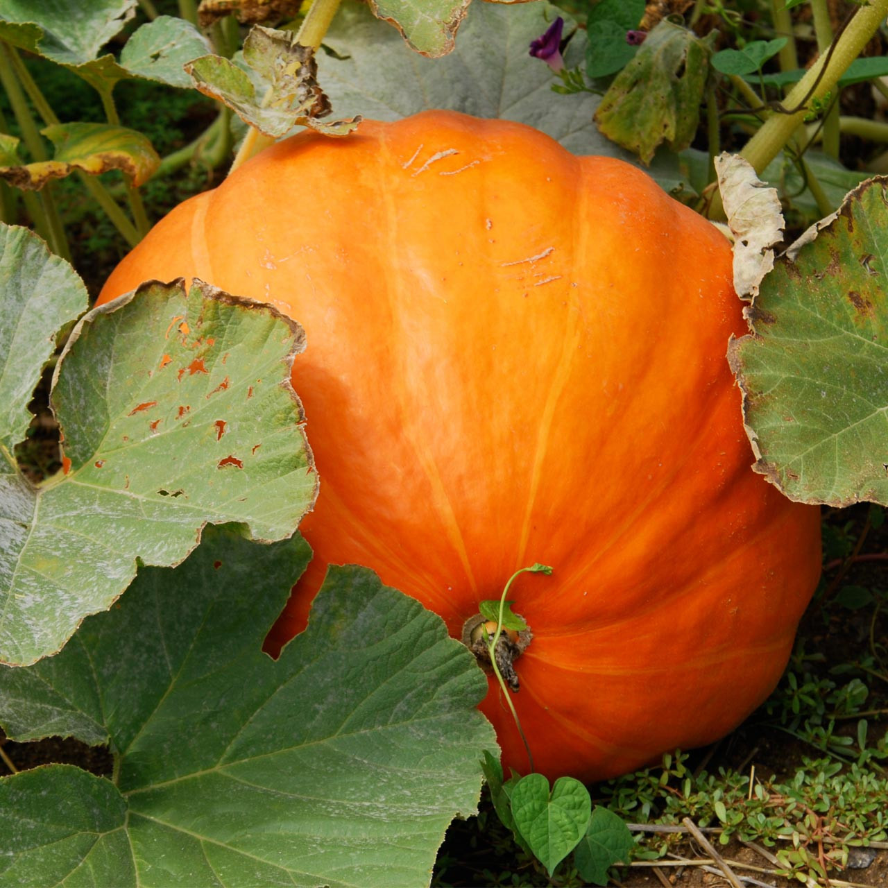 Big Max Pumpkin (Cucurbita maxima)