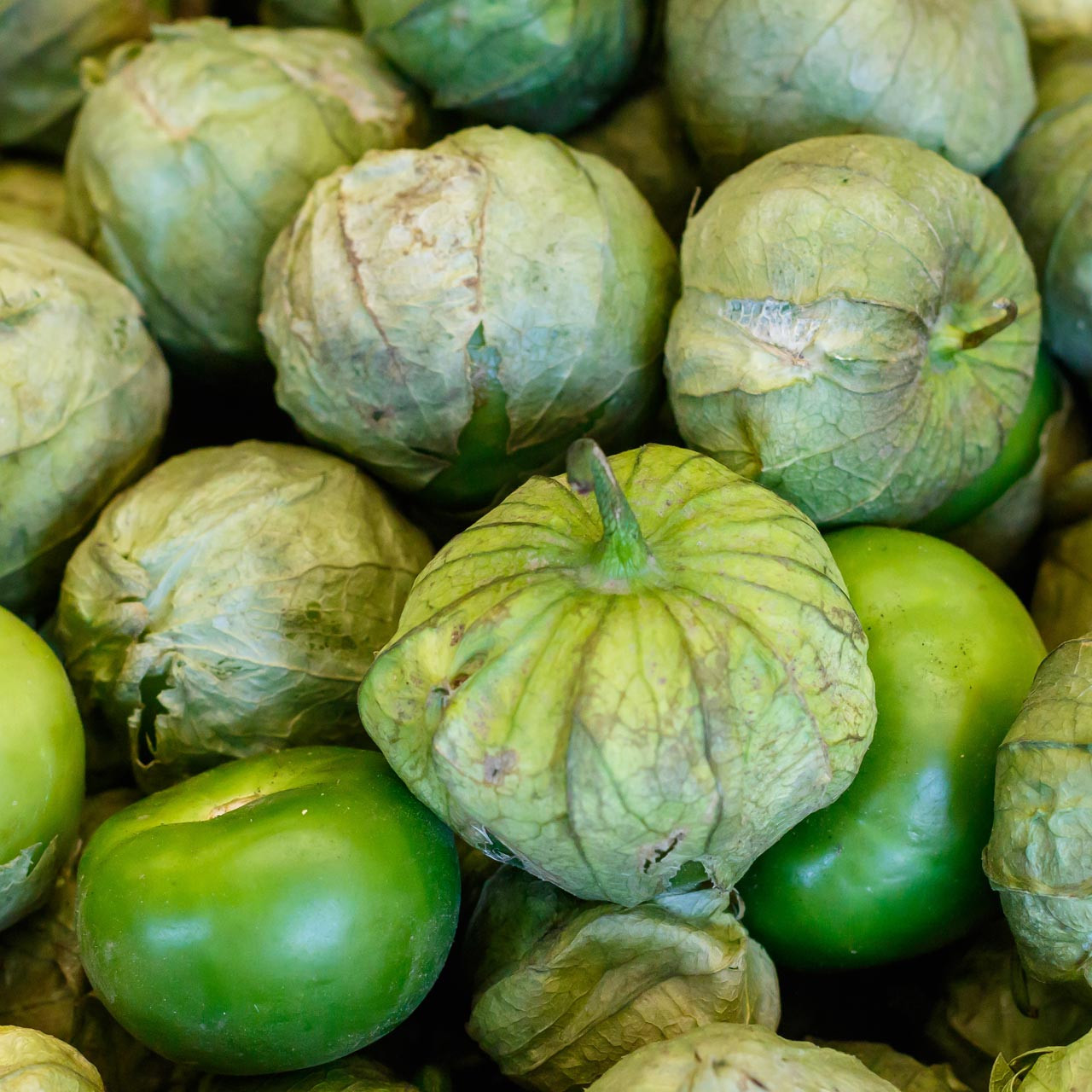 Verde Tomatillo (Physalis ixocarpa)