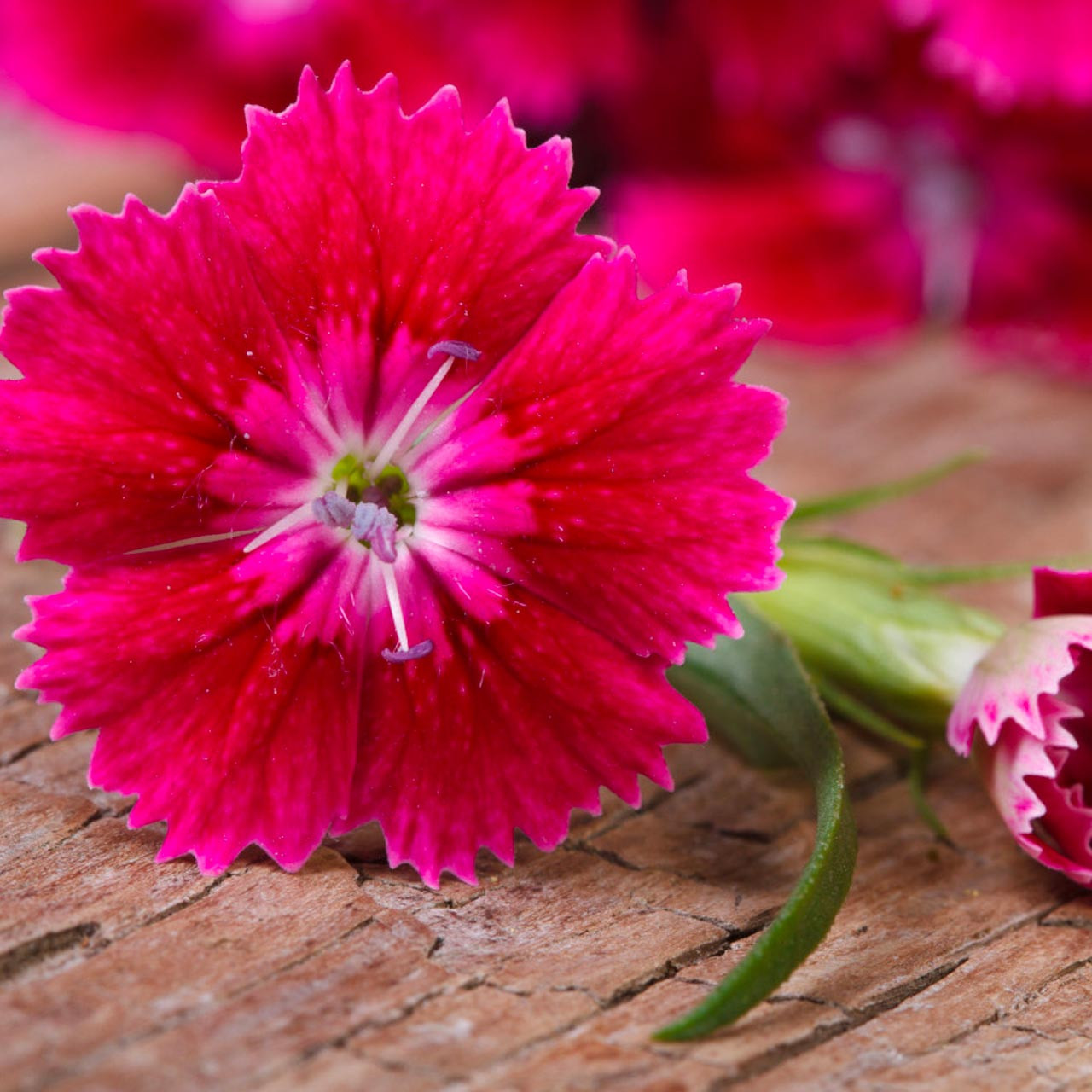 Clove Pink Dianthus caryophyllus Perennial Annie s Heirloom Seeds