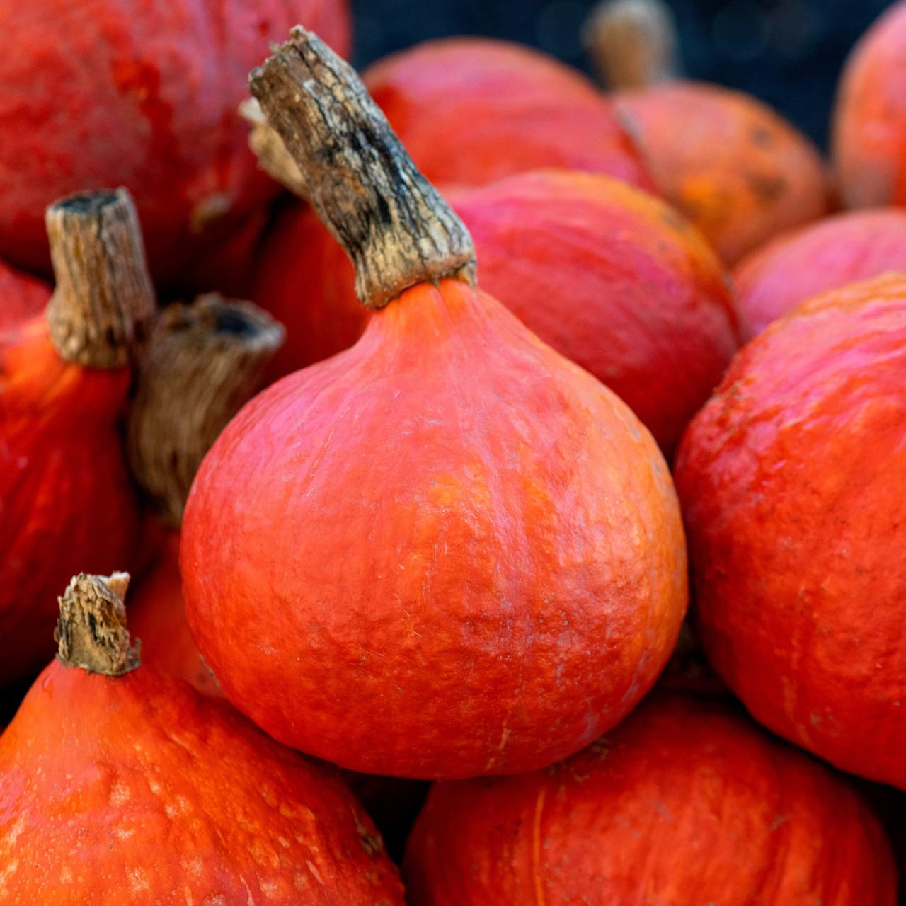 Organic Japanese Red Kuri Squash (Cucurbita maxima)