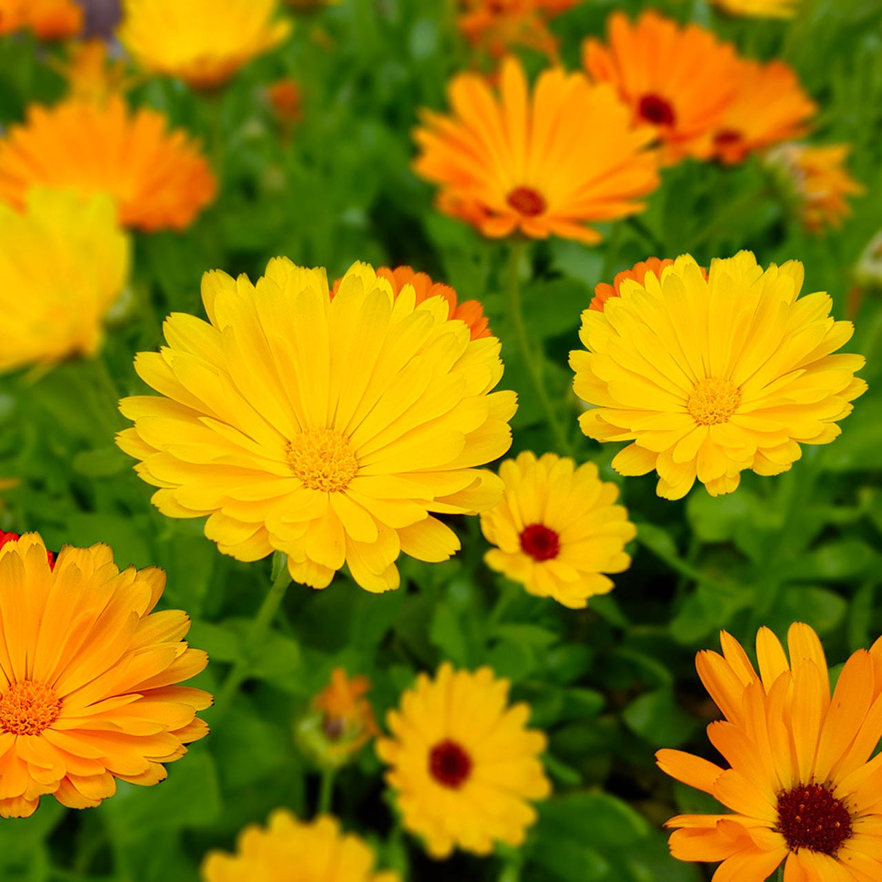 Organic Pacific Beauty Mix Calendula (Calendula officinalis)