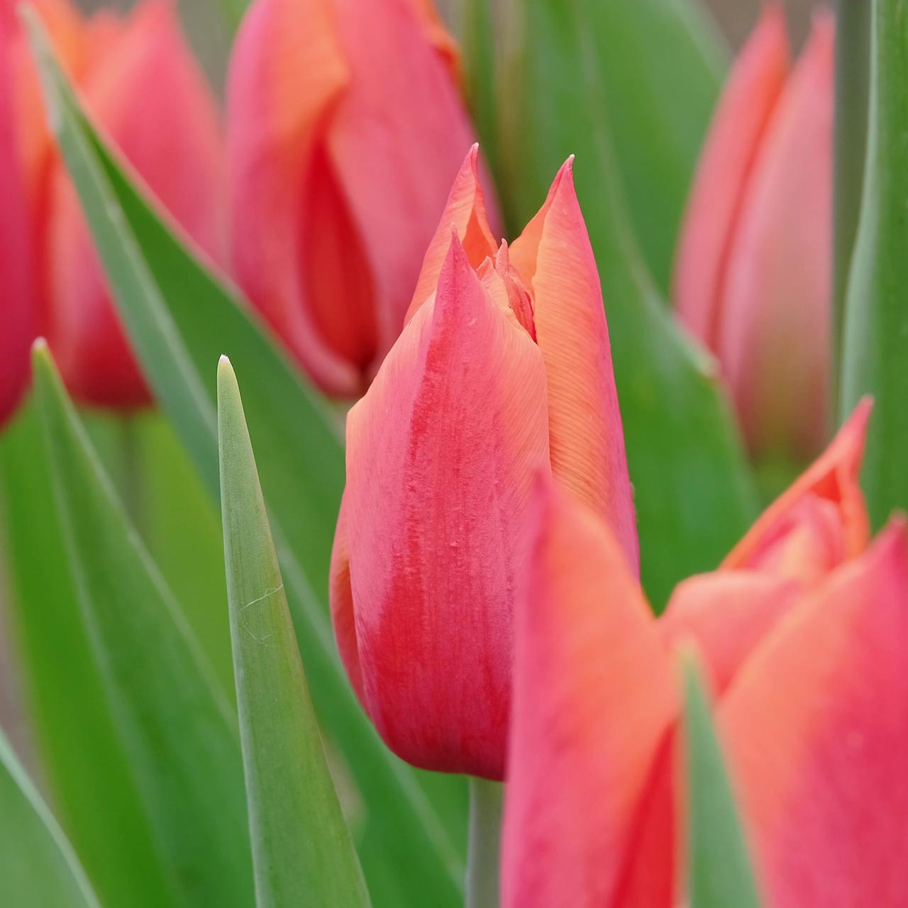 Temple of Beauty Tulip (Tulipa) - October Delivery