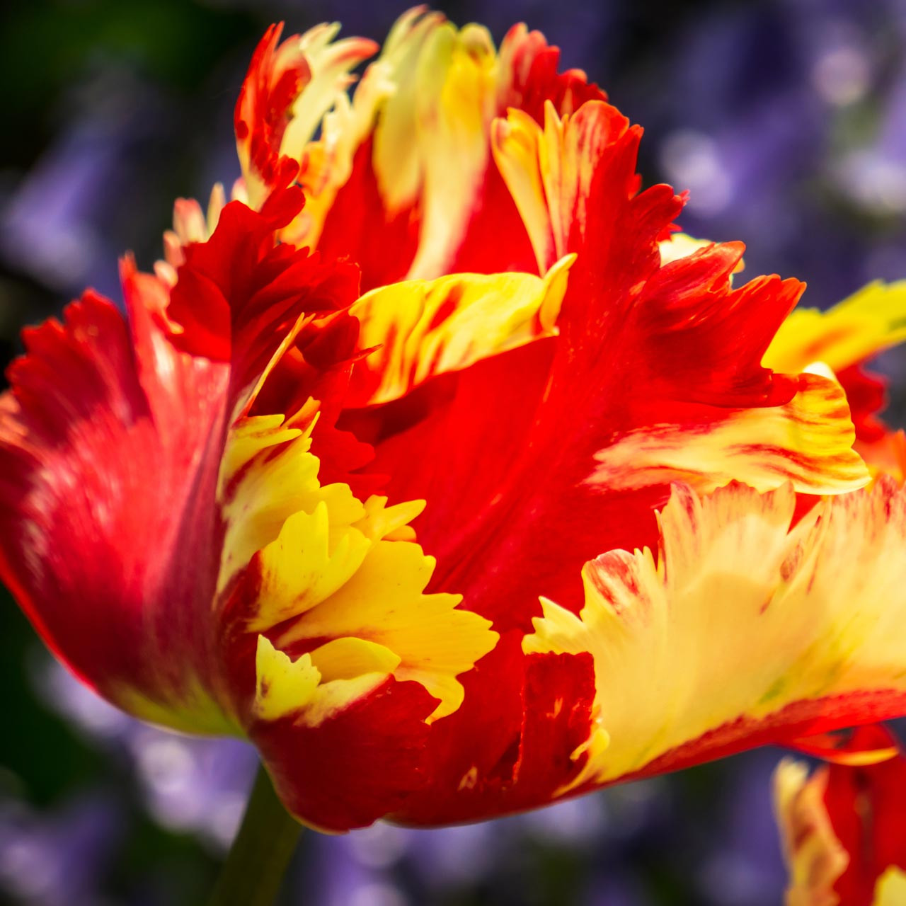Flaming Parrot Tulip (Tulipa) - October Delivery