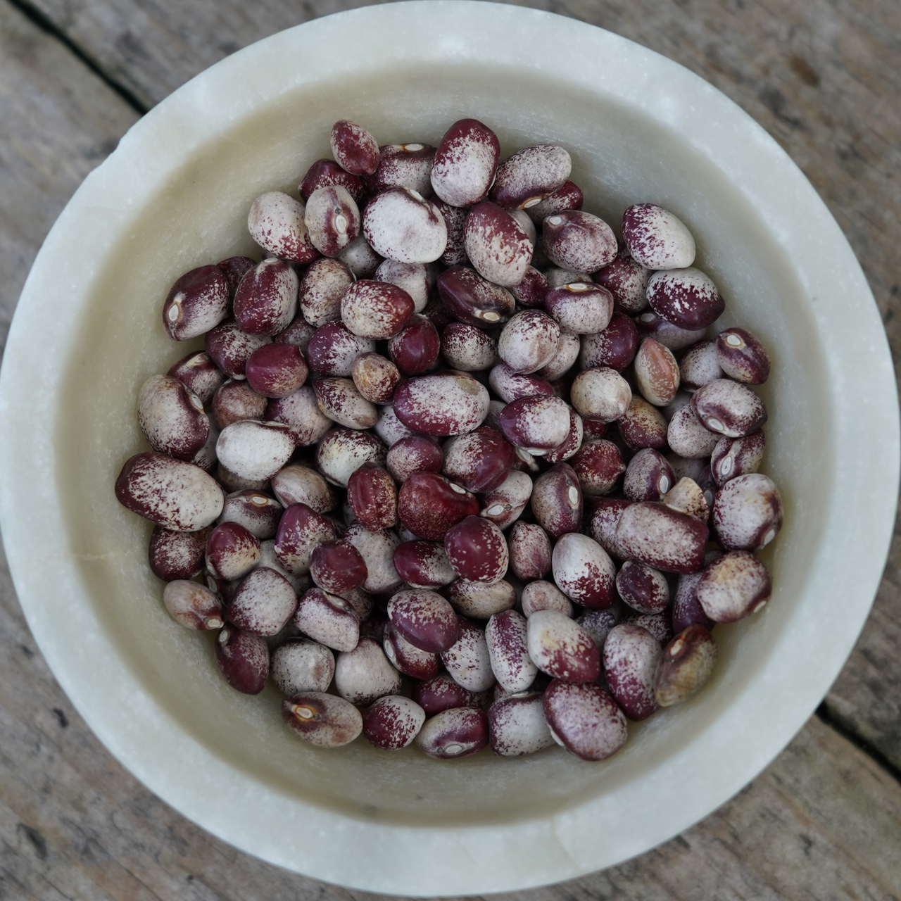 Mayflower Pole Bean (Phaseolus vulgaris)
