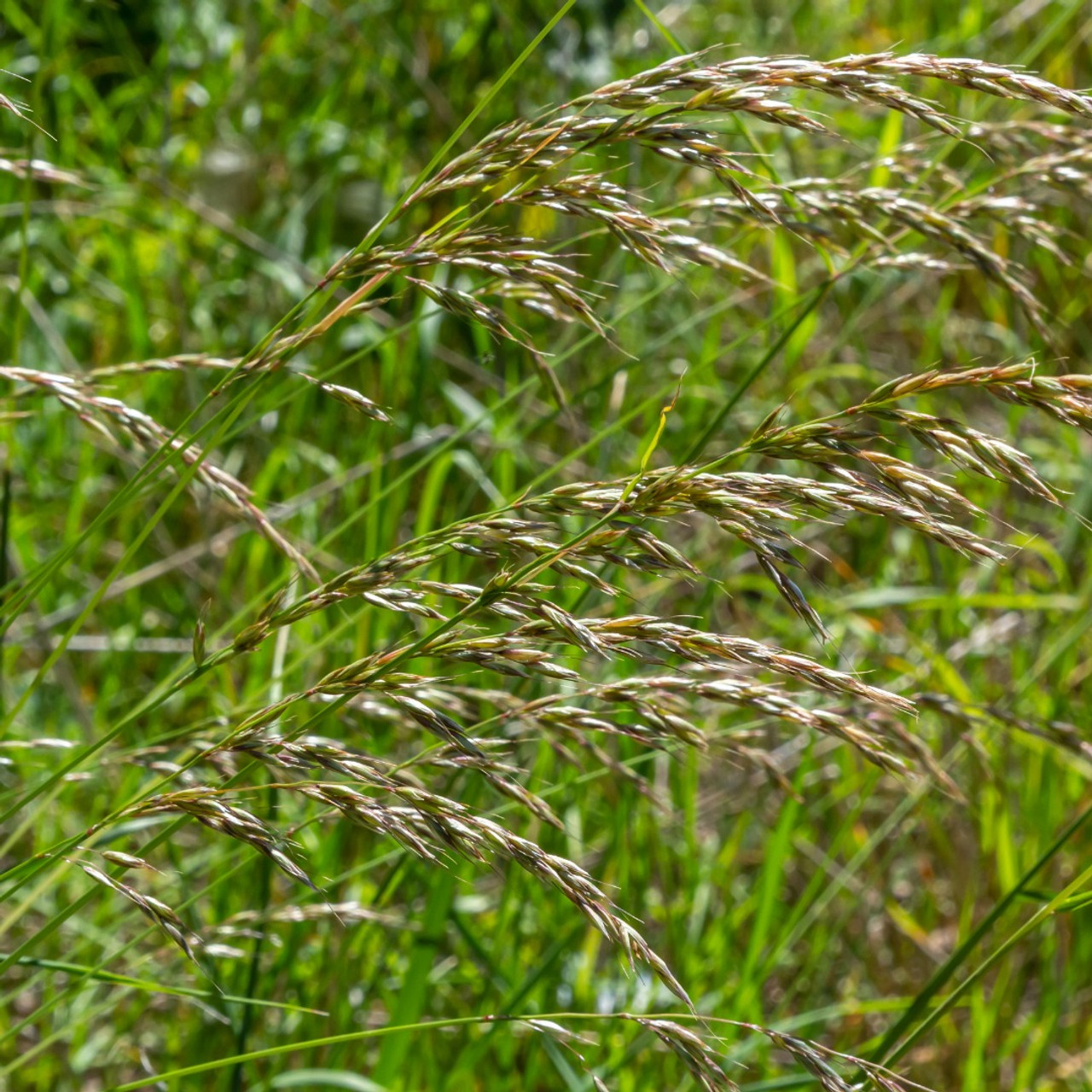 Vanilla Grass (Anthoxanthum nitens) Perennial