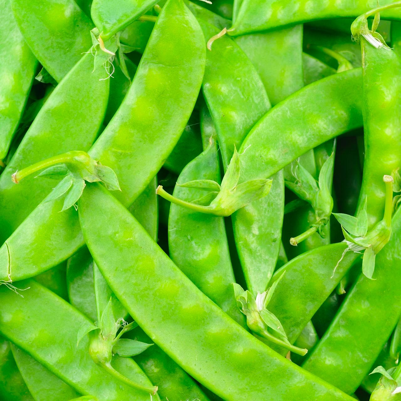 Organic Mammoth Melting Snow Pea (Pisum sativum)