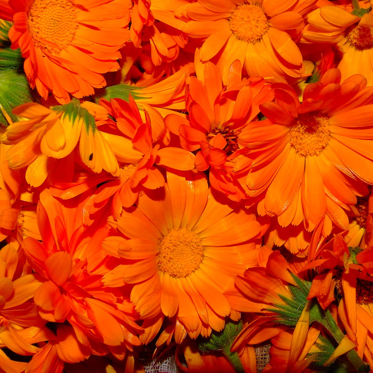 Calendula Flower Wallpaper | Hd flower wallpaper, Beautiful flowers hd  wallpapers, Flower pictures