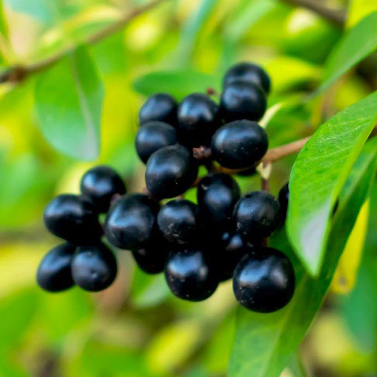 Black Goji Berry (Lycium barbarum) Perennial