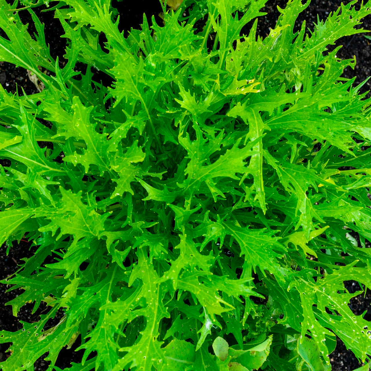 Organic Early Mizuna Mustard Greens (Brassica juncea)