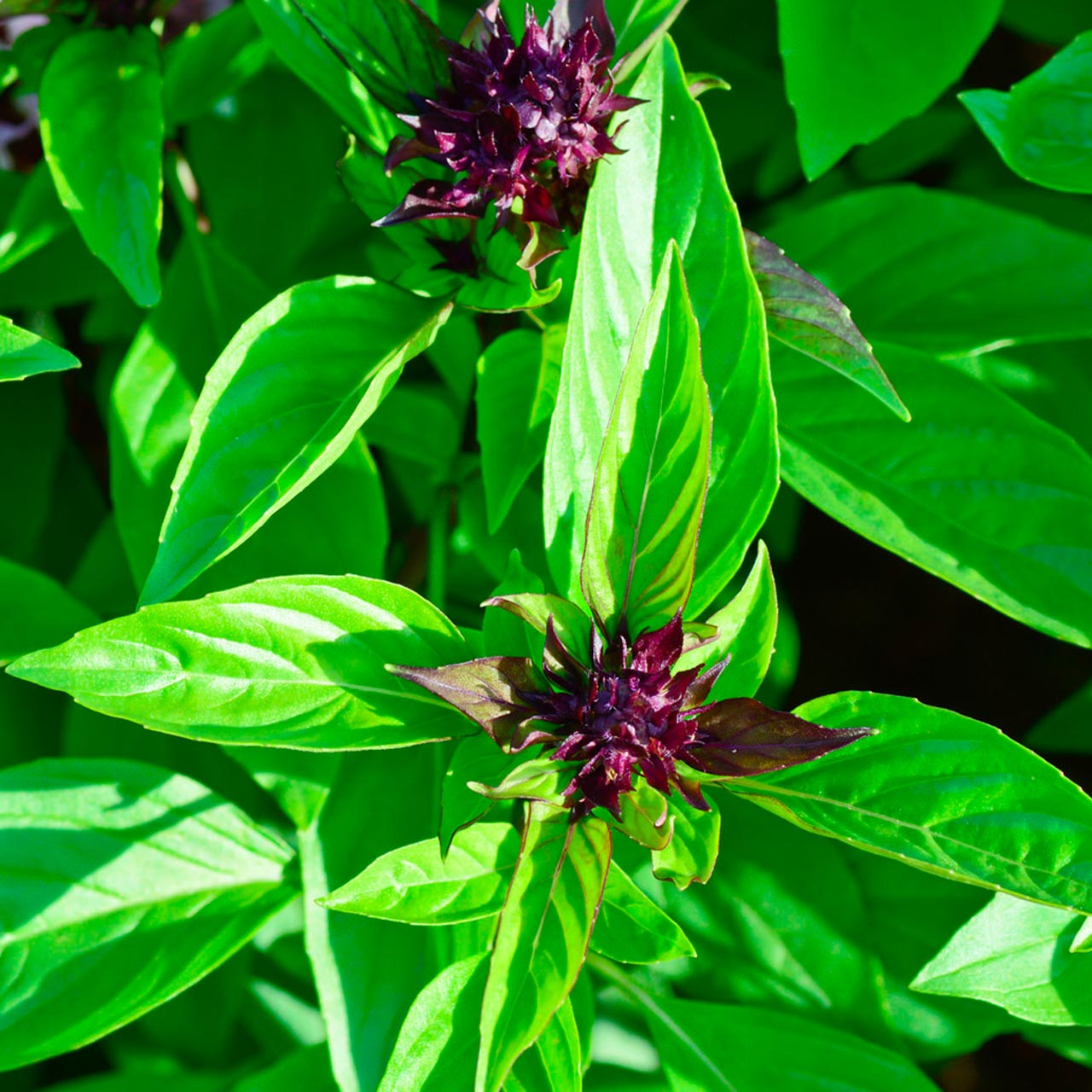 Organic Holy Basil Tulsi Ocimum sanctum Annie s Heirloom Seeds