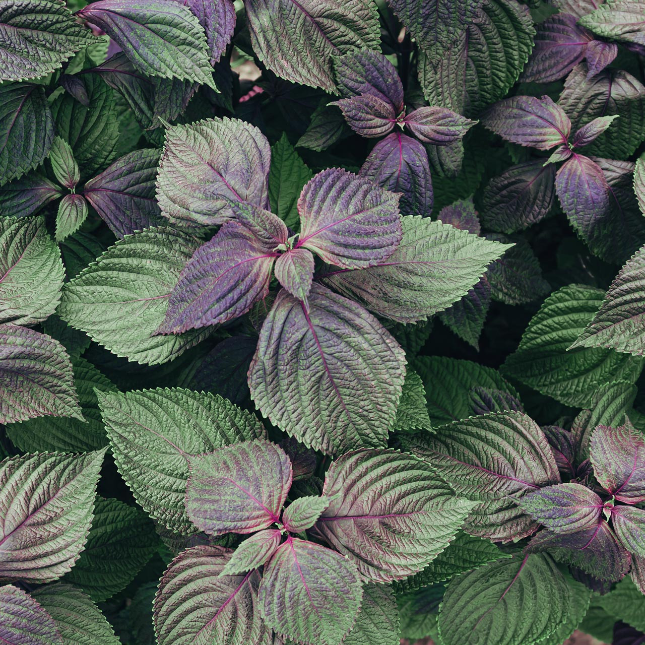 Korean Shiso Perilla frutenscens Annie s Heirloom Seeds