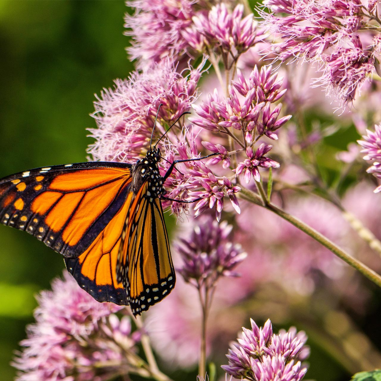 Joe-Pye Weed (Eutrochium purpureum) Perennial