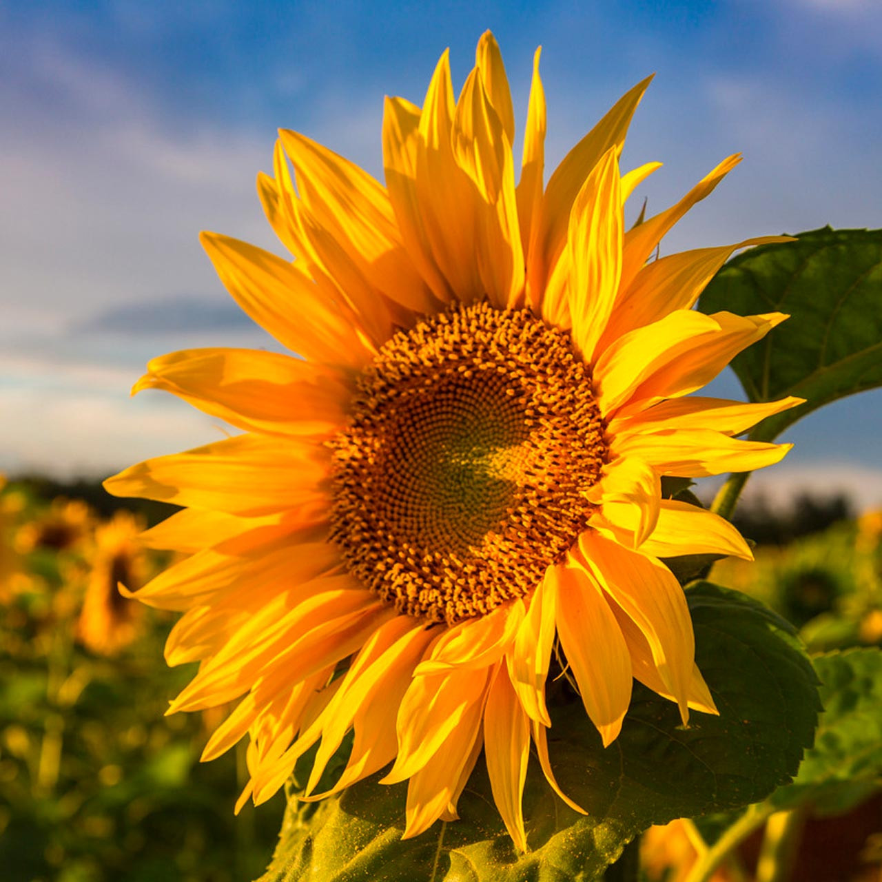 Organic Arikara Sunflower (Helianthus annuus)