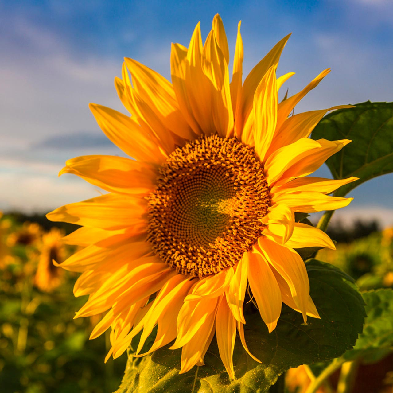 Grey Stripe Sunflower (Helianthus annuus)