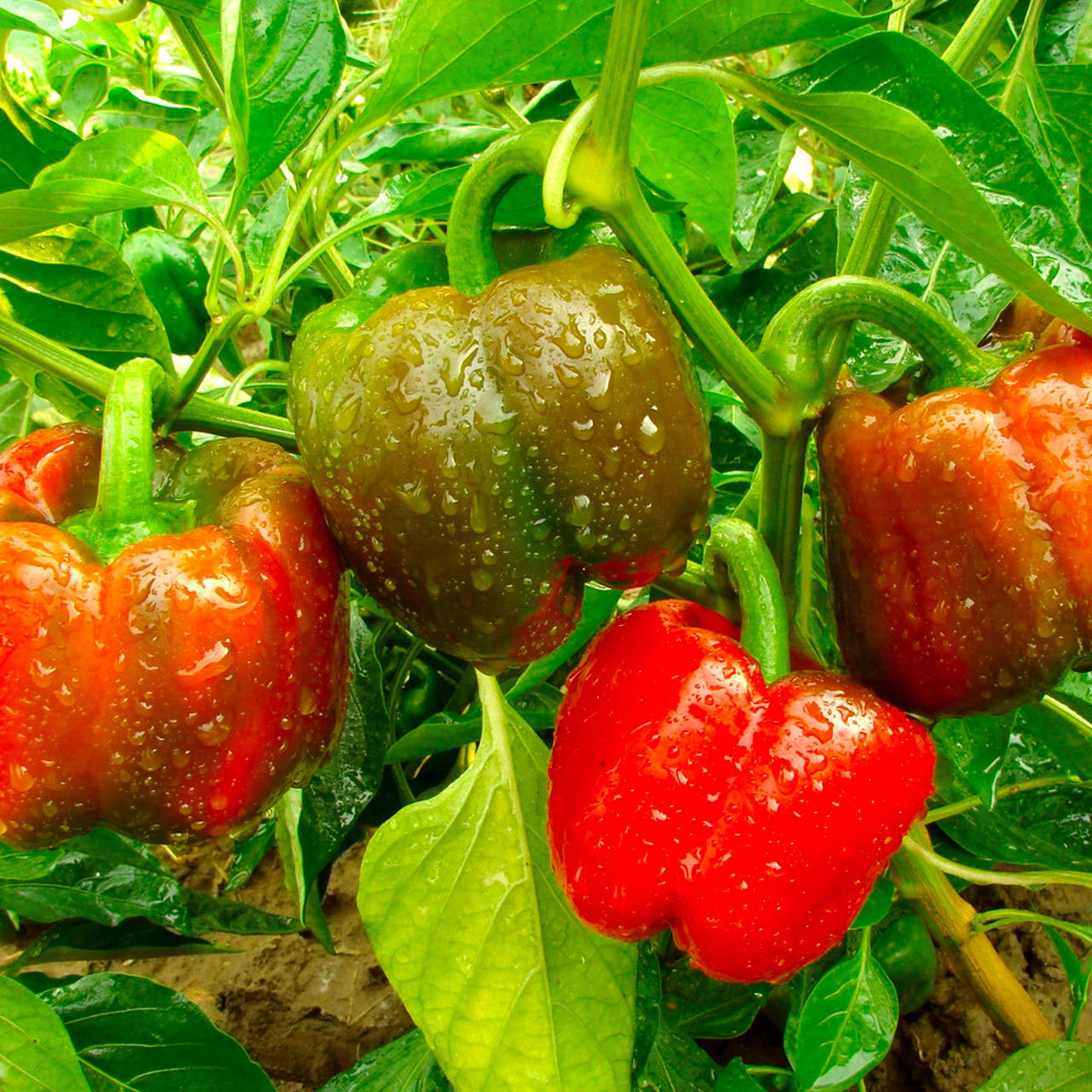 Bull Nose Bell Pepper (Capsicum annuum)