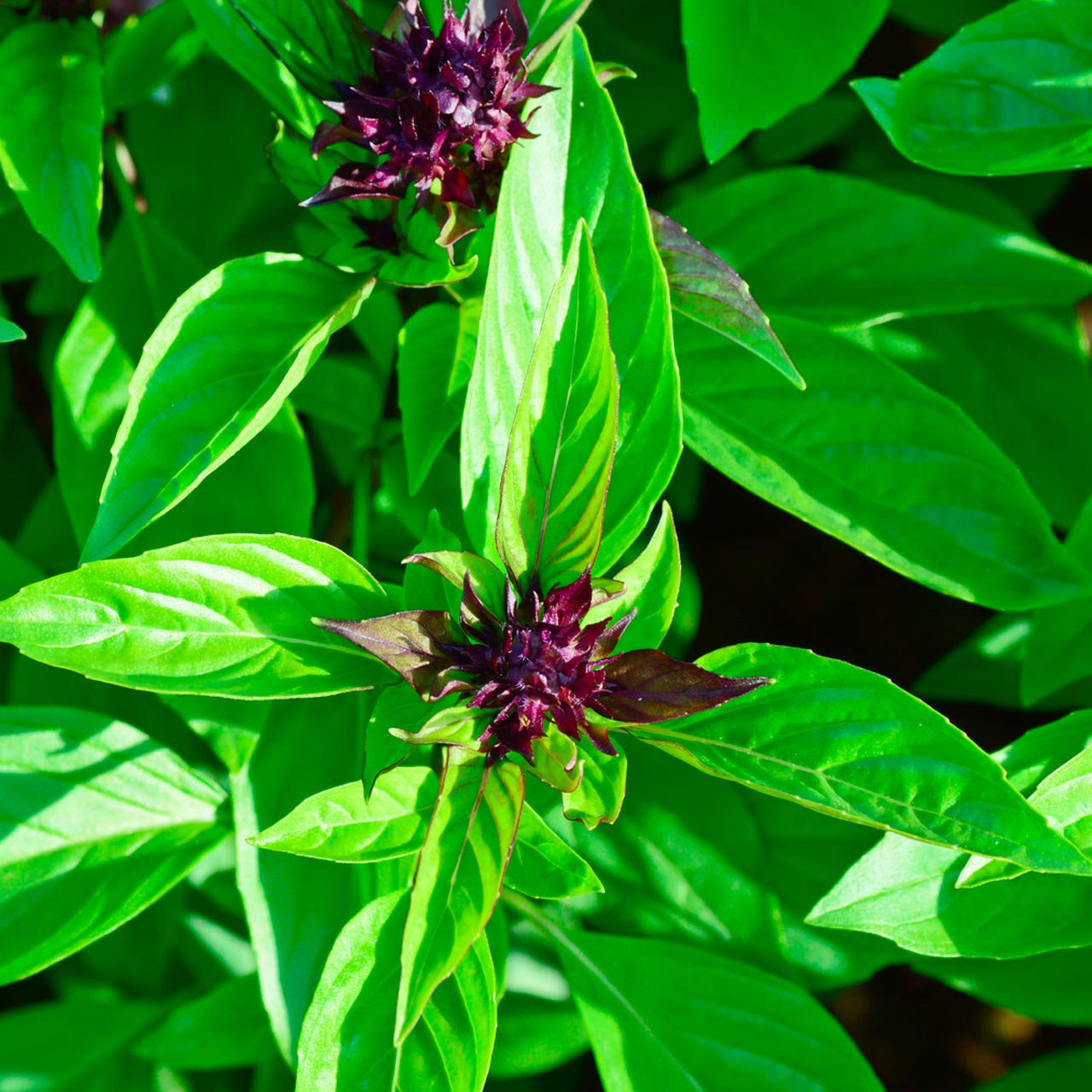 Thai Basil Ocimum basilicum Annie s Heirloom Seeds