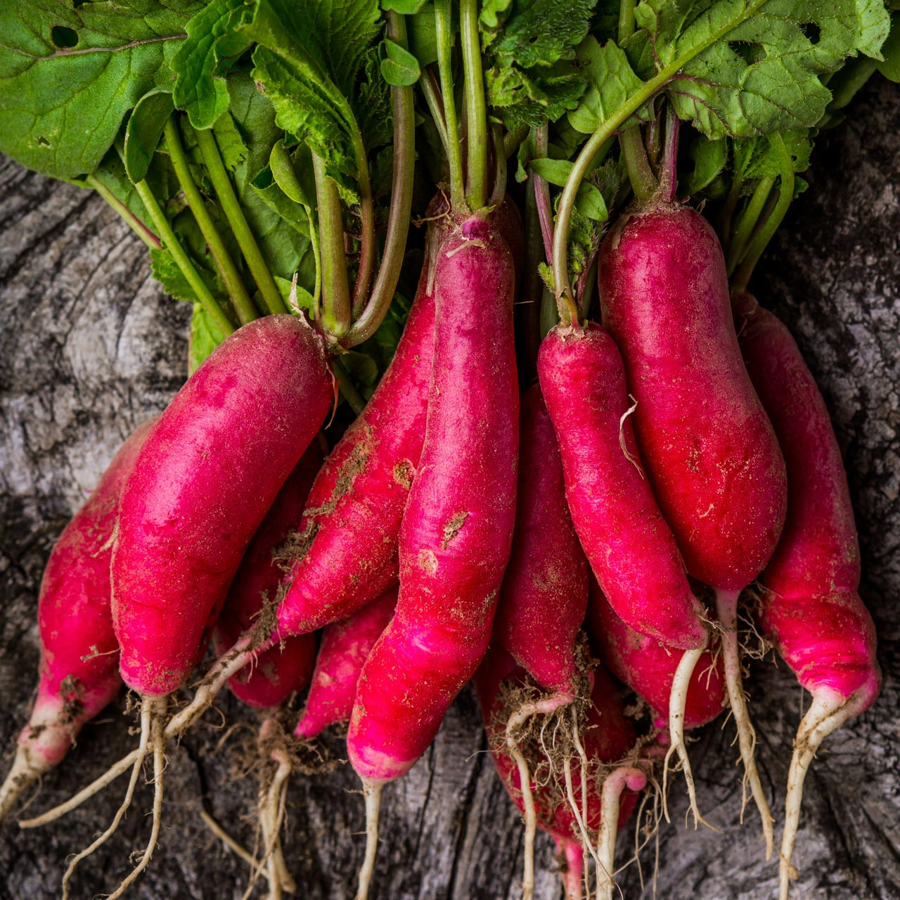 Long Scarlet Radish (Raphanus sativus)