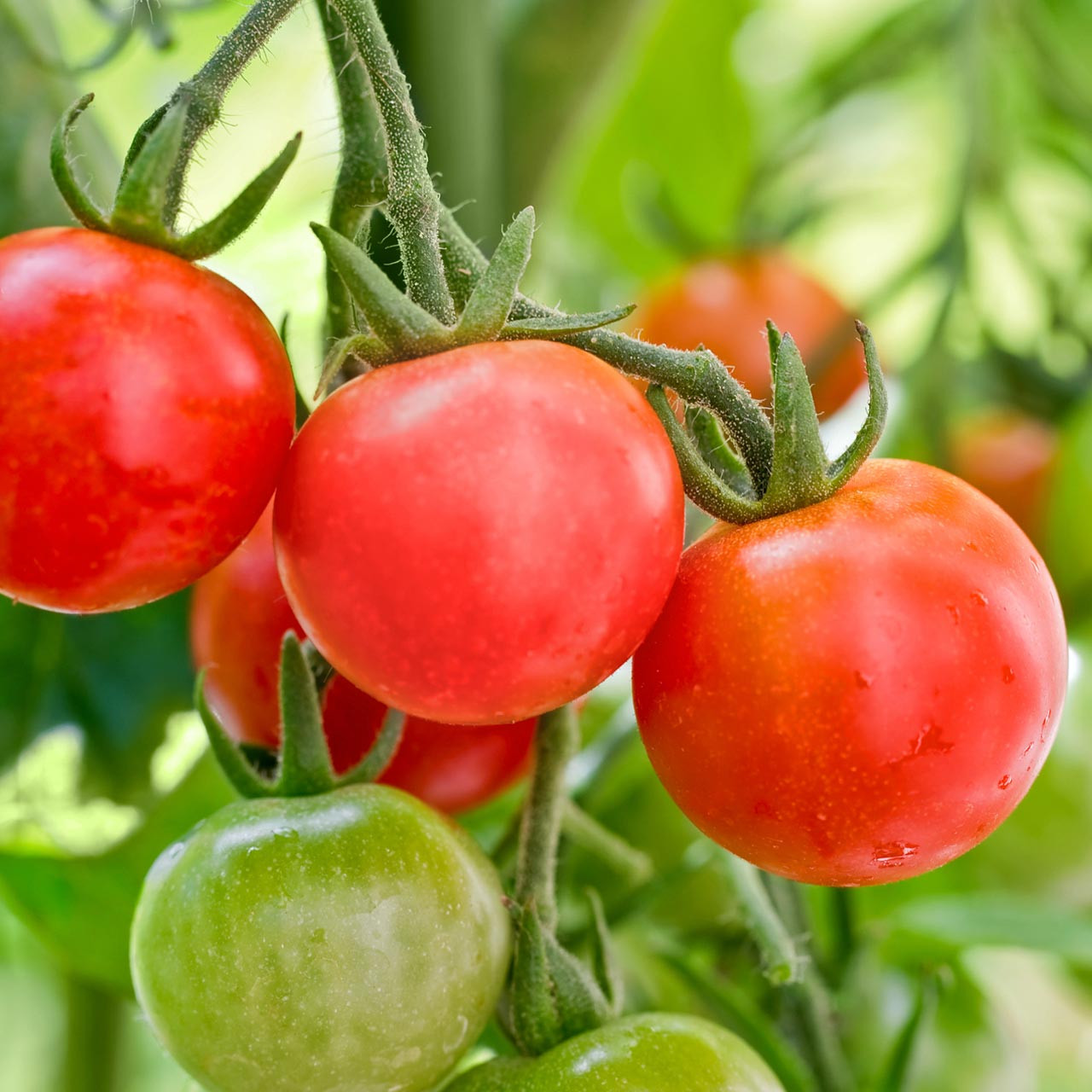 Pink Cherry Tomato (Solanum lycopersicum) Indeterminate