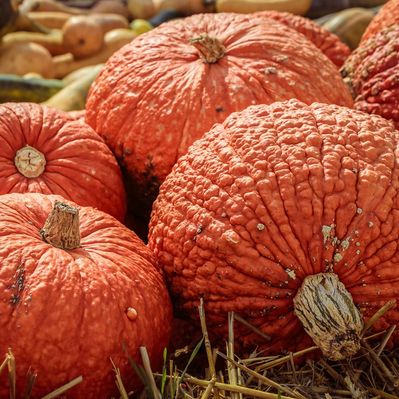 Red Warty Thing Pumpkin (Cucurbita maxima)