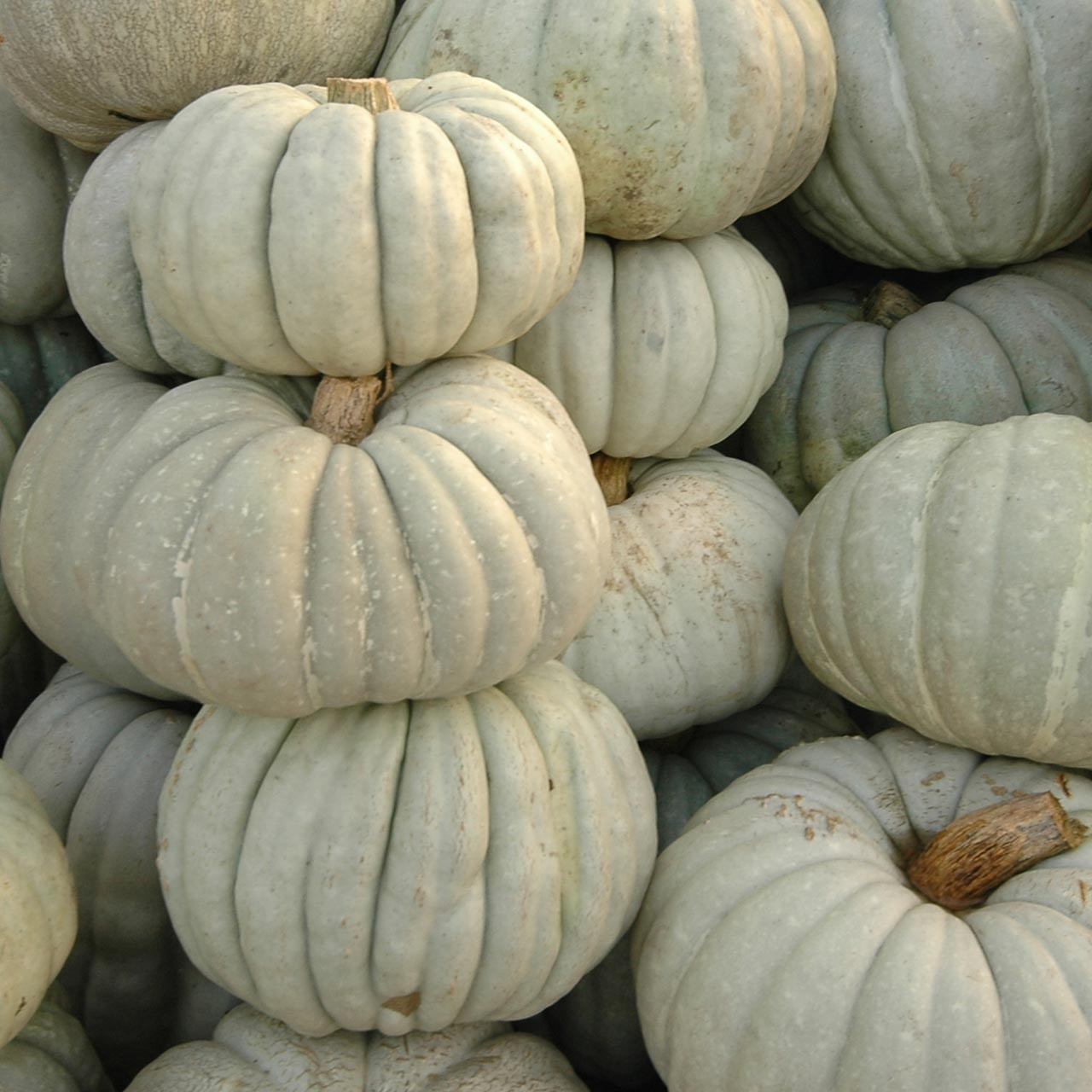 Flat White Boer Pumpkin (Cucurbita maxima)