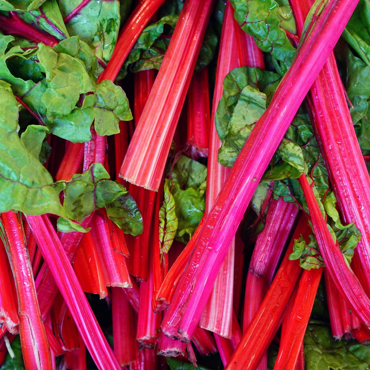 Flamingo Swiss Chard (Beta vulgaris)