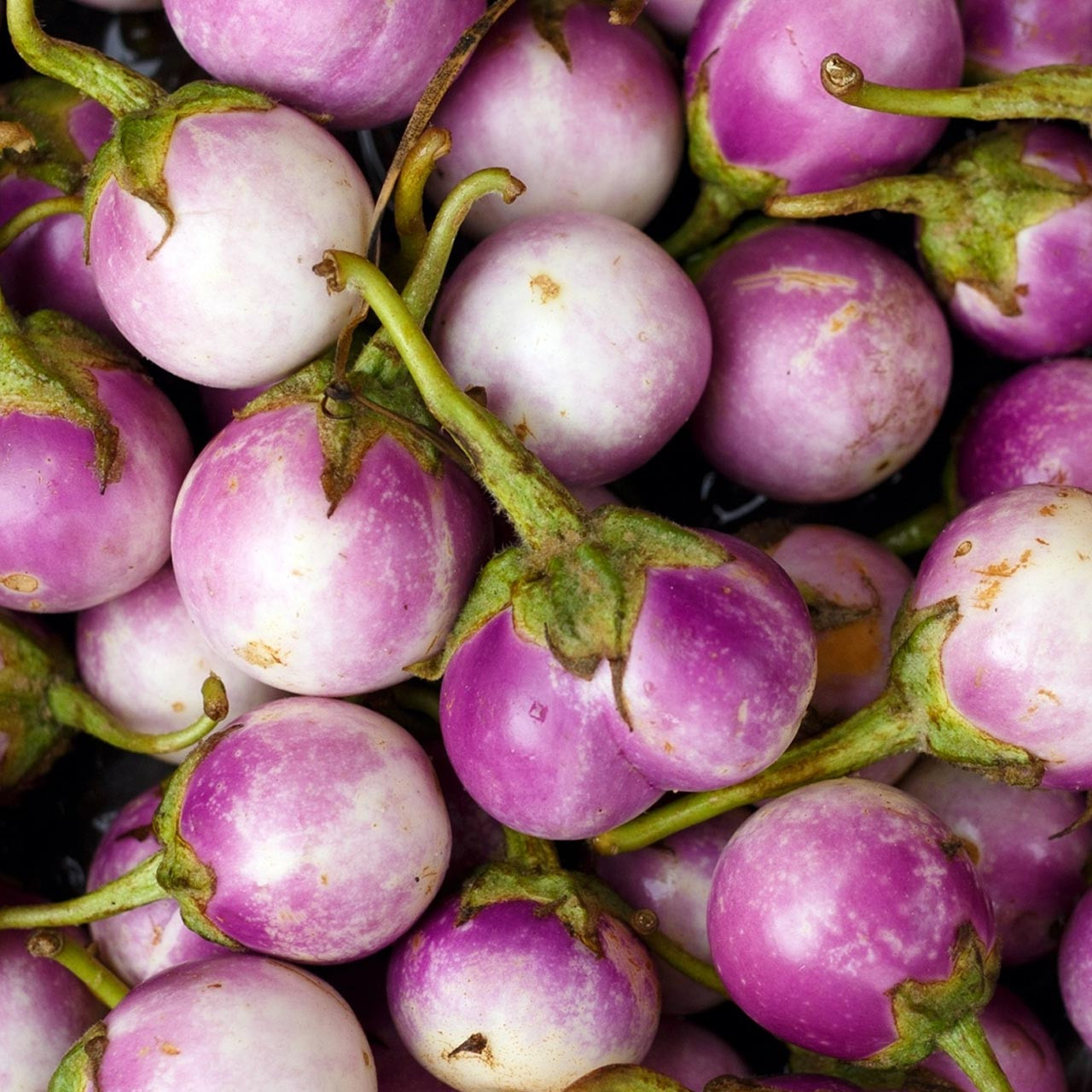 Rosa Bianca Eggplant (Solanum melongena)