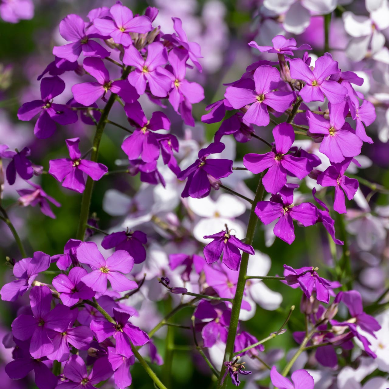 Dame’s Rocket Mix (Hesperis matronalis) Biennial