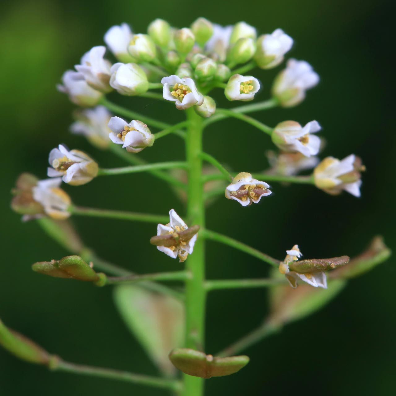 Capsella bursa-pastoris (Shepherd's-purse)