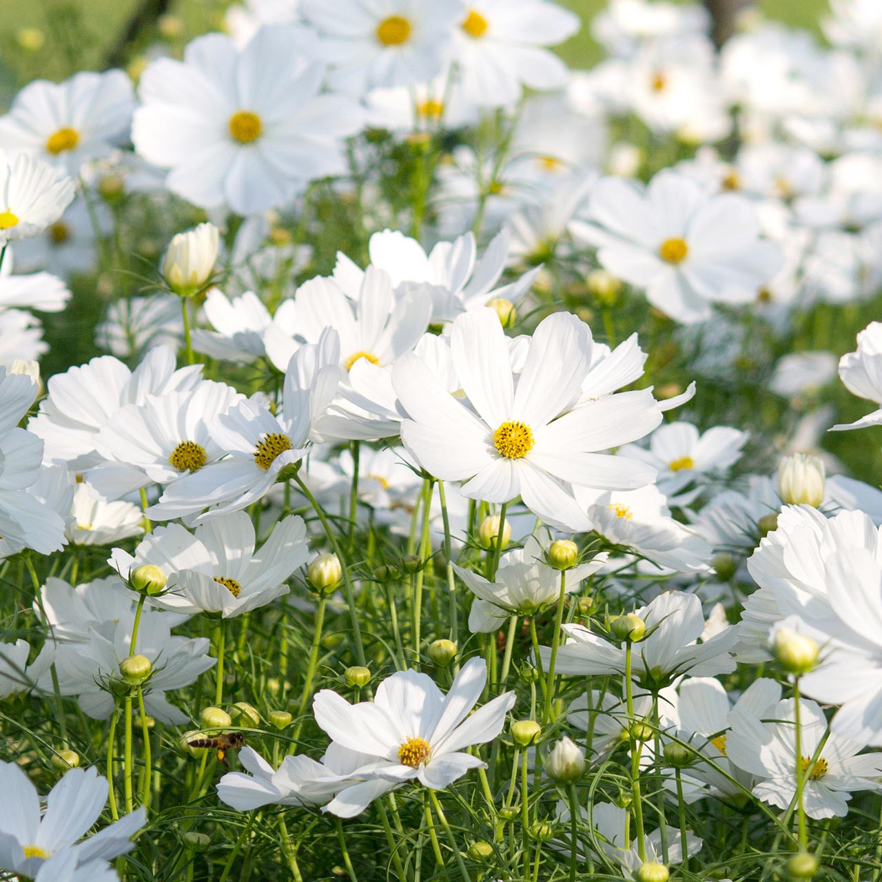 Purity Cosmos (Cosmos bipinnatus)