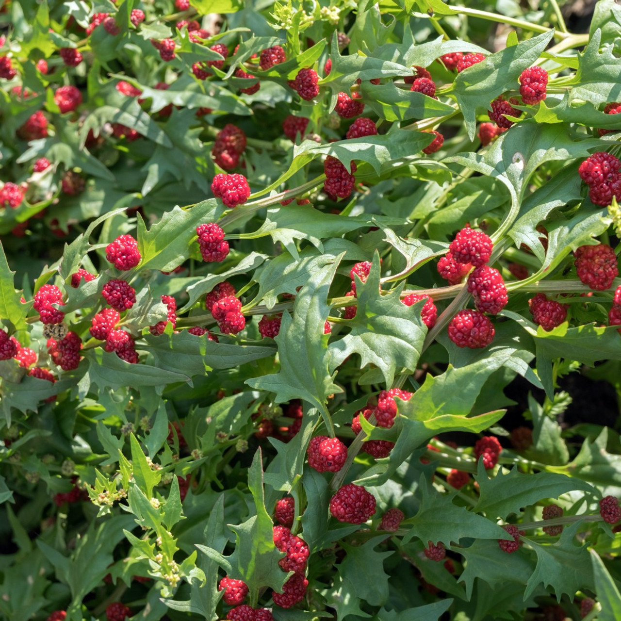 Strawberry Spinach (Chenopodium capitatum)