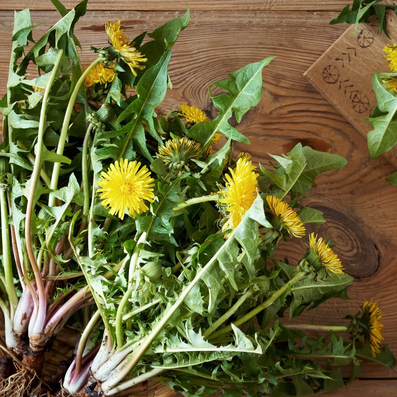 Dandelion (Taraxacum officinale) Perennial