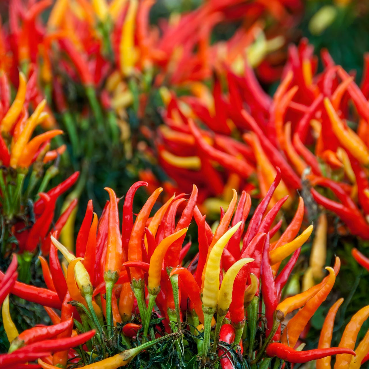 Fireworks Pepper (Capsicum annuum)