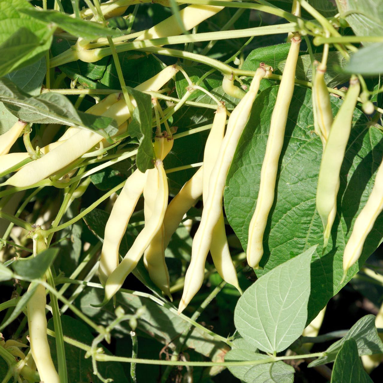 Organic Cannellini Bean (Phaseolus vulgaris)