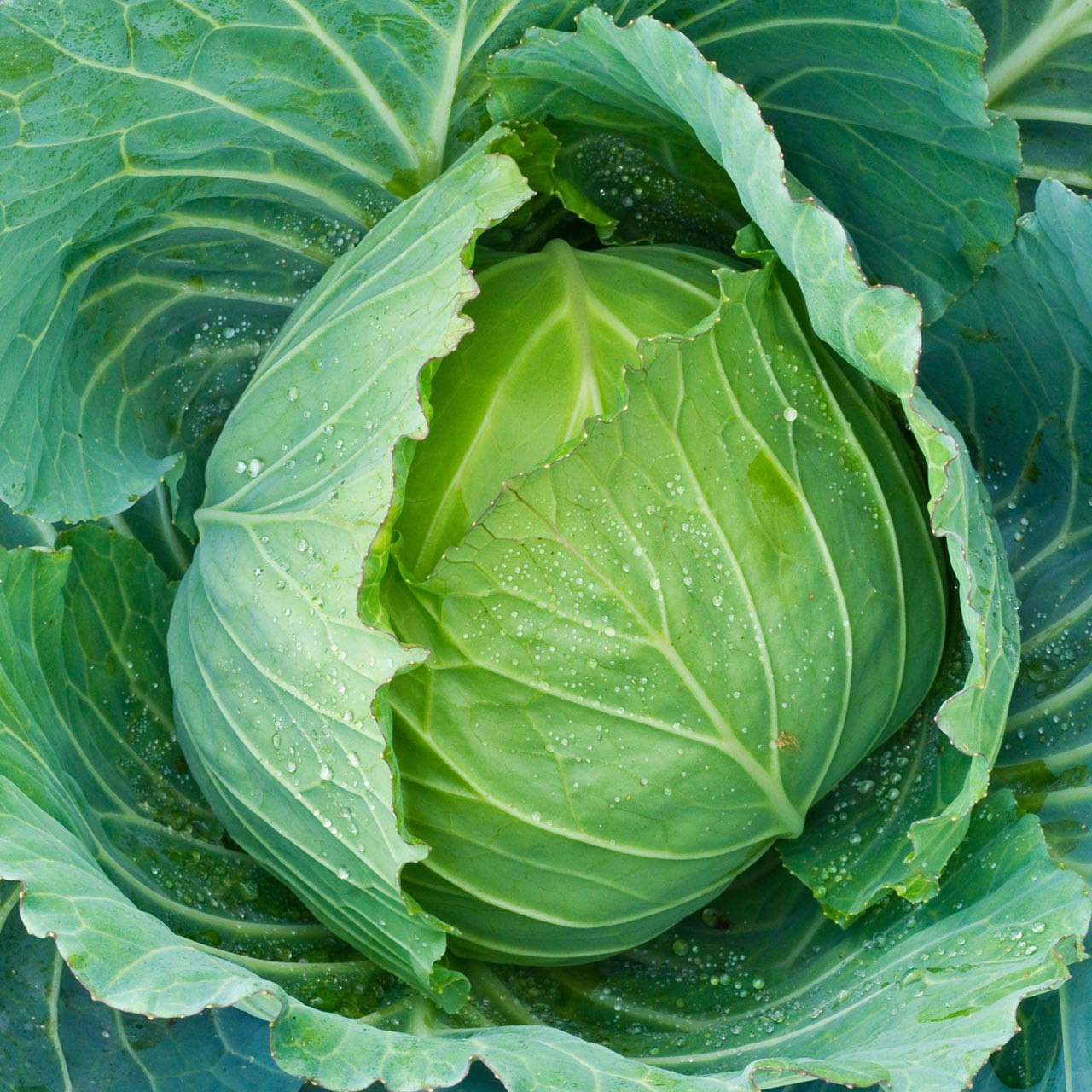 Danish Ballhead Cabbage (Brassica oleracea)