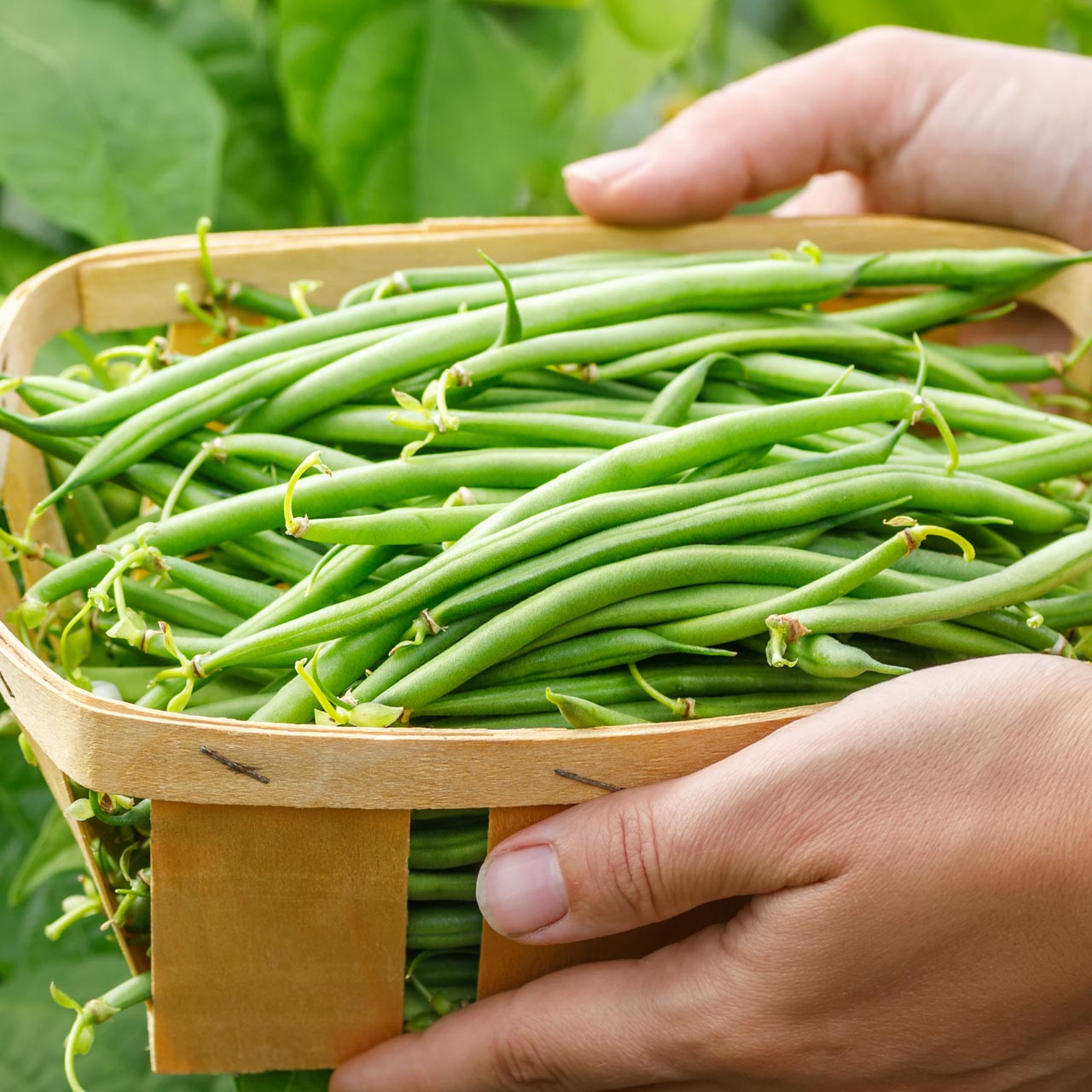 Jade Bush Bean (Phaseolus vulgaris)