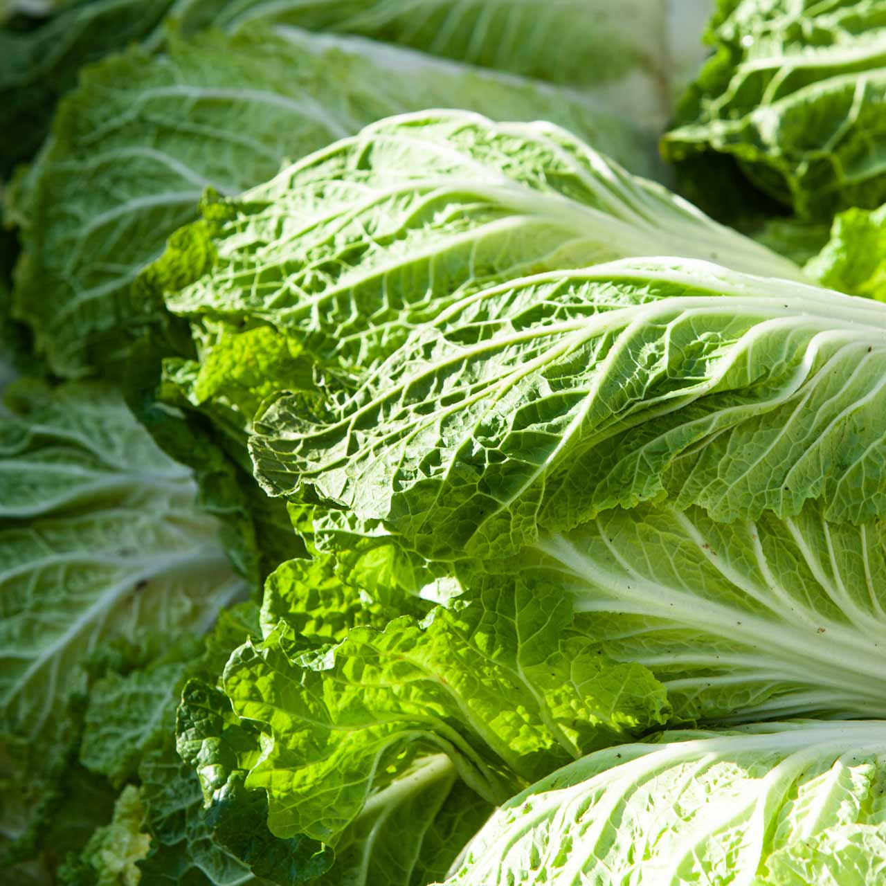 Kyoto 3 Chinese Cabbage (Brassica rapa)